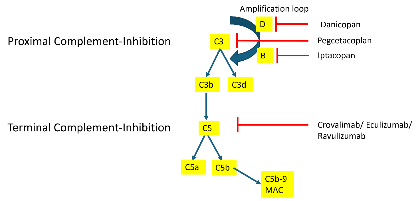 Targets of currently approved and available complement inhibitors